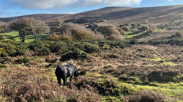 Exmoor coastal views
